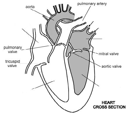 a) Identify the following structures (from image above): A) B) b) What are the four chambers of the heart?
