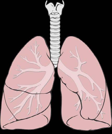 Activity Ten The lungs are made of functionally separate lobes. These lobes are serviced by air passages formed by bronchii.