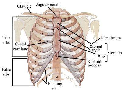 ribs 3 false ribs 2 floating ribs Clavicle = collarbone