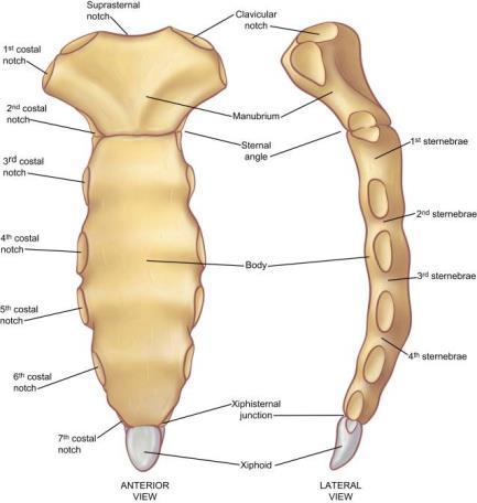Sternum Located at centre of thorax Connects to ribs via cartilage at costal notches or facets Protects lungs, heart, blood vessels from physical trauma Sternum Suprasternal /