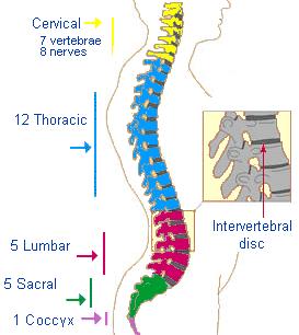 Vertebral Column 24 vertebrae Sacrum Coccyx Intervertebral discs C-1 = Atlas C-2 = Axis S-1 S-5 = fused Coccygeal vertebrae (tailbone) is 3-5 fused vertebrae Spinal Curvatures Thoracic Cervical