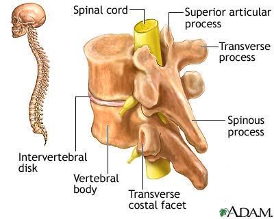 Vertebral body bears the weight Spinous processes are posterior