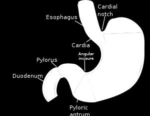 The stomach is divided into the following parts : 1- Fundus: Dome-shaped