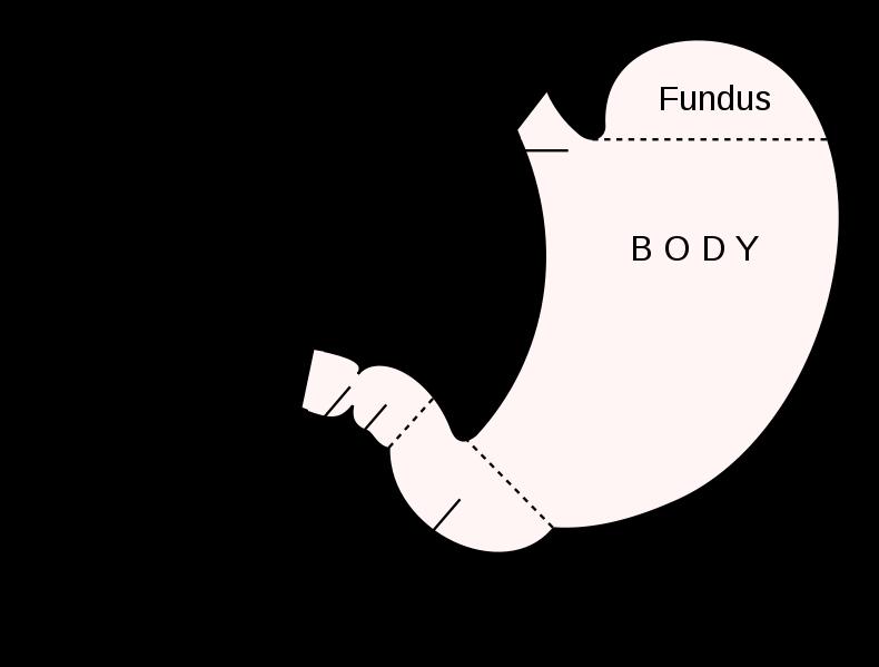 2- Body: -Extends from the level of the cardiac orifice to the