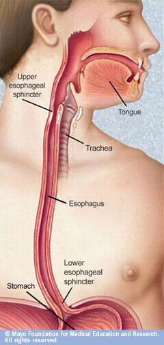 The esophagus is a tubular structure (muscular, collapsible tube ) about 10 in.