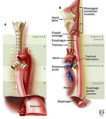 The relations of the thoracic part of the esophagus : Anteriorly: The trachea and the left recurrent laryngeal nerve; the left principal bronchus, which constricts it; and the pericardium, which