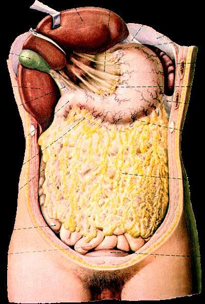The peritoneum (visceral peritoneum) completely surrounds the stomach.