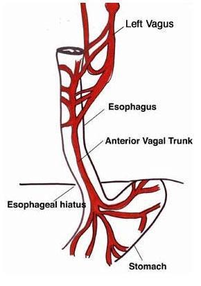 Inferiorly to the level of the roots of the lungs, the vagus nerves leave the pulmonary plexus and join with sympathetic nerves to form the esophageal plexus The left vagus lies anterior to the
