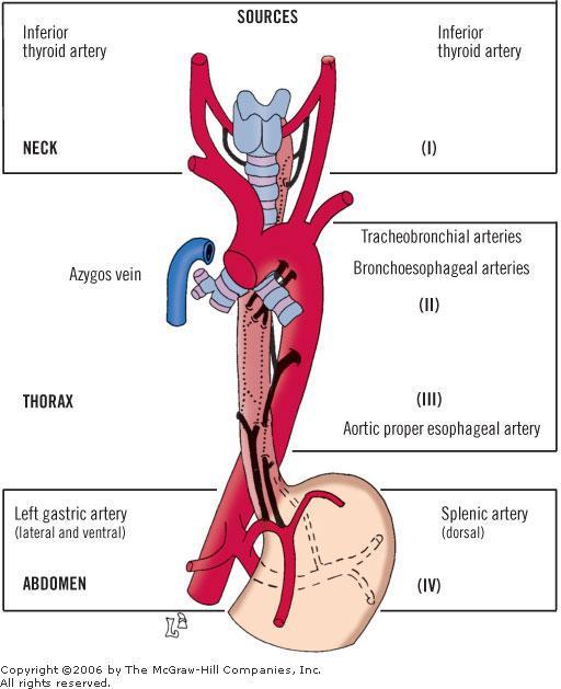 The upper third of the esophagus is supplied by the inferior thyroid artery, the middle third by branches from the descending thoracic aorta, and the lower third by branches from the left gastric