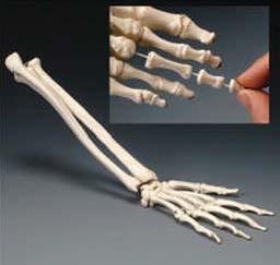 and spinal canal. 026567 Spine Model with Stand Standard Skeleton This life-size articulated adult plastic skeleton is ideal for teaching the basics of anatomy.