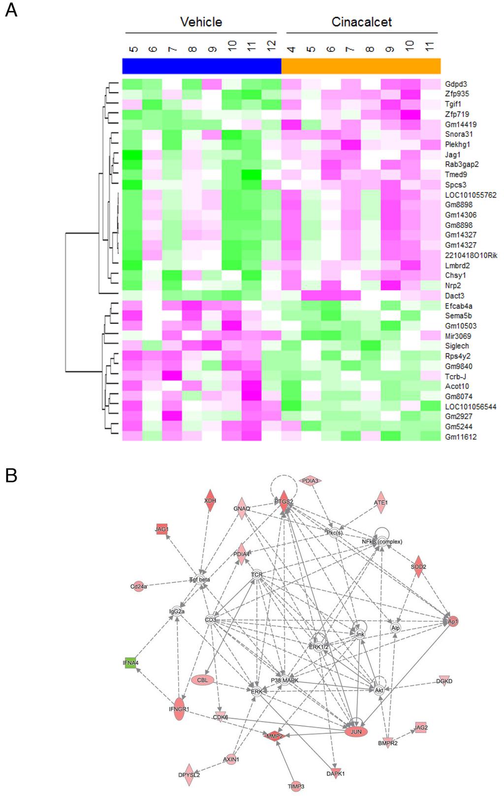 Supplementary Figure S5: Genome-wide expression analyses of murine genes in cinacalcet-treated LA-N-1 xenografts. A.