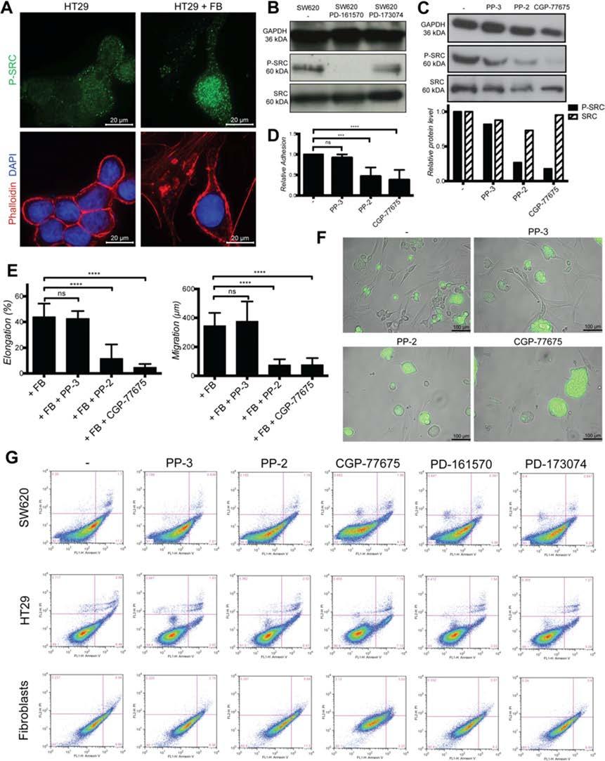 Supplementary Figure S6: SRC in cancer cells mediate cell elongation, migration and invasion induced by fibroblasts. A.