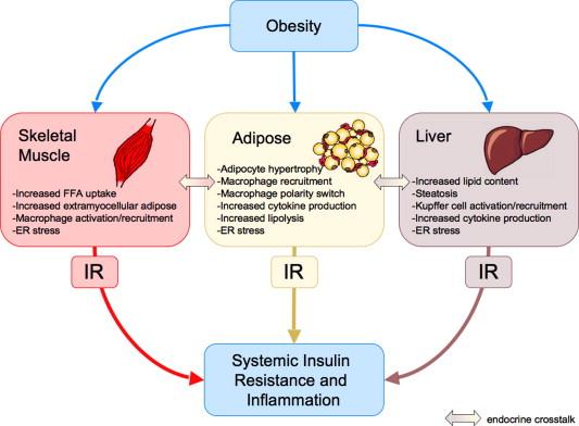 INSULIN RESISTANCE-FOR THE REST OF US https://www.