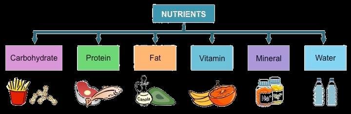 MACRONUTRIENTS (Needed in relatively large amount) MICRONUTRIENTS