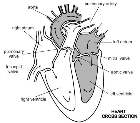 Section 5.1 The heart and heart disease Mammals are too large to rely on diffusion. They need a circulatory system to move substances around the body.