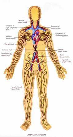 Branch into arterioles Veins- much lower pressure, take blood back to heart Muscles squeeze low pressure