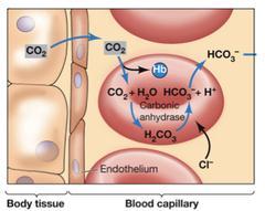 Enzyme inside of RBCs, carbonic anhydrase, dissociates CO 2 into H+ and HCO 3 - HCO 3 -