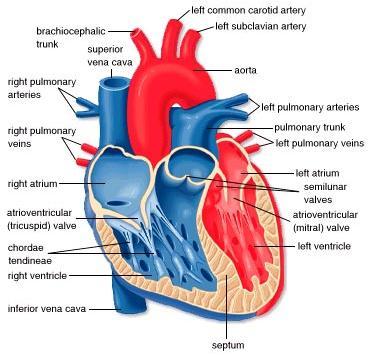 Anatomy The Heart The Cardiac Cycle Cycle of one heart beat moves deoxygenated blood from body and oxygenated