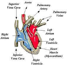 (Atrial contraction) Heart fills with blood and atrial walls contract Both atria contract Right atrium contracts