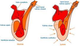 Thicker left atrium contracts and forces blood into left ventricle for distribution to body Valves close to