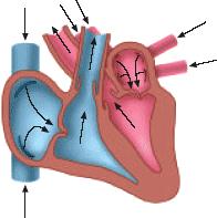 Ventricular Diastole Both ventricles contract about 0.
