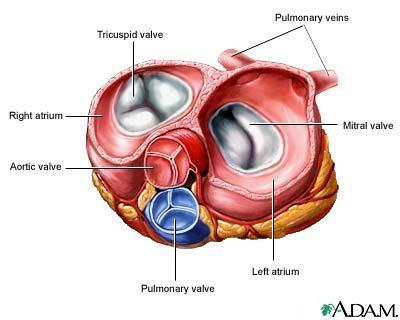 Valves Pressure Changes Atrial pressure < Ventricular pressure because the ventricles push blood much farther