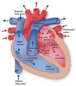 Blood becomes oxygenated in lungs 6. Oxy blood enters LA via the pulmonary vein 7.