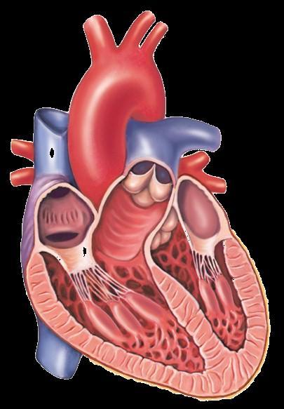 Cardiovascular System (Part A-2) Module 5 -Chapter 8 Overview Arteries Capillaries Veins