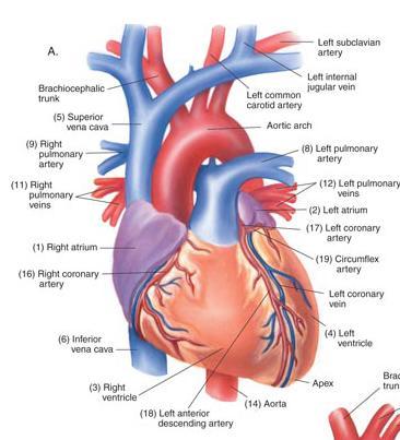 Coronary Arteries Supply oxygenated blood to heart muscle Like a crown sitting on top of the heart.