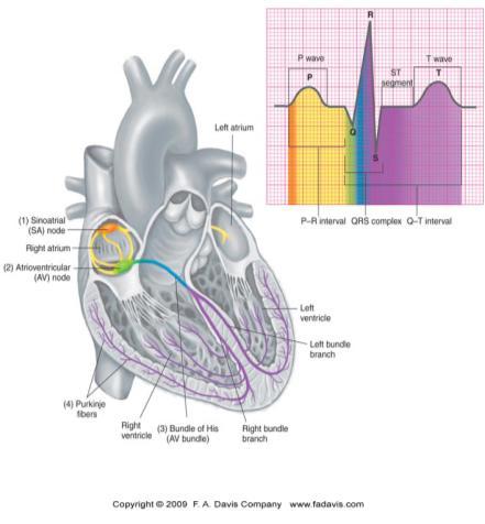 Divides into left anterior descending artery & circumflex artery Cardiac Conduction System Specialized cardiac tissue known as conductive tissue.