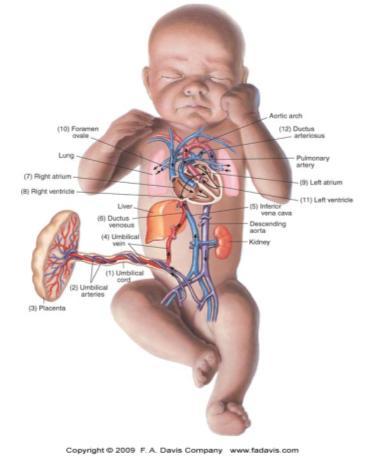 Fetal Circulation Lungs & Digestive System Not Functional 2 Shunts (Bypasses) Digestive Shunt Bypasses Liver Called Ductus