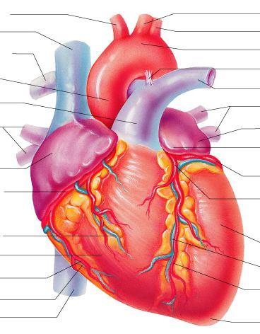 External Anatomy Coronary arteries Although the heart is filled with blood, the heart tissue does not use the blood in its chambers for oxygen, nourishment, etc.