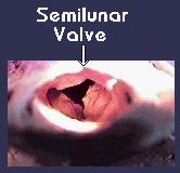 Internal Anatomy Valves Semilunar valves : Aortic valve separates (L side) Pulmonary valve (R side) The semilunar valves connect each ventricle with its major artery.