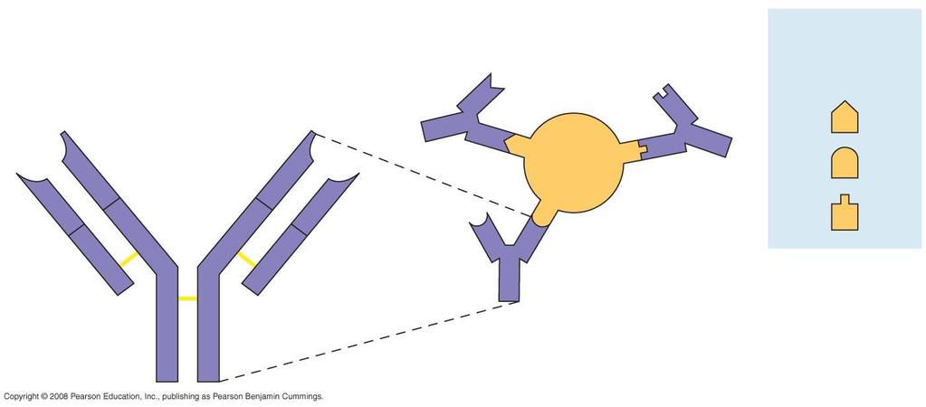 Antigens and antibodies Antigen-binding sites Antigenbinding sites Epitopes (antigenic