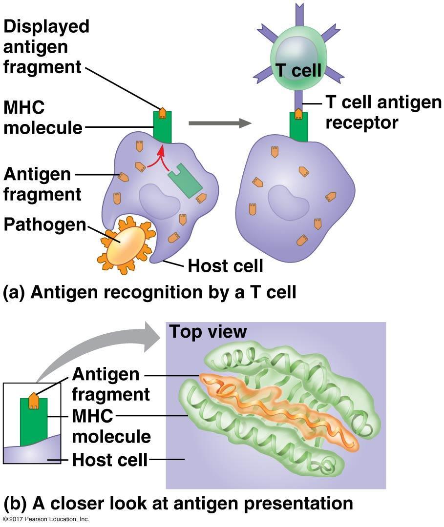T cells,t cell receptors, and MHCs (major
