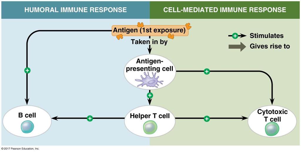 Two branches of adaptive immunity: (1) Humoral immune response (left) and (2)