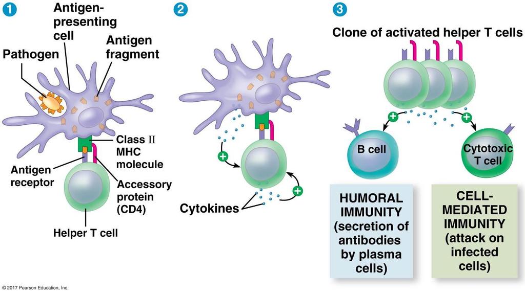 dendritic cell or macrophage or B cell Centrality of the helper T cell (Fig. 43.16) (CD4) Dendritic cell: esp. naïve helper T cells (e.g., primary immune response) Macrophage: esp.