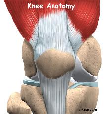 Important Structures The important parts of the knee include bones and joints ligaments and tendons muscles nerves blood vessels Bones and Joints Introduction To better understand how knee problems
