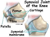 First, we will define some common anatomic terms as they relate to the knee. This will make it clearer as we talk about the structures later. Many parts of the body have duplicates.