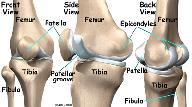 For example, medial means closer to the midline. So the medial side of the knee is the side that is closest to the other knee.