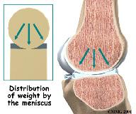 But with the menisci, weight is spread out across the tibial surface.