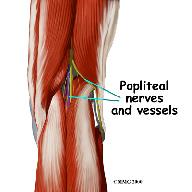 The popliteal vein carries blood back to the heart. like a fulcrum, increasing the force exerted by the quadriceps muscles as the knee straightens.