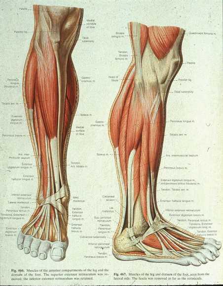 Muscles of the Anterior Compartment of the Lower Leg Primarily Flexes the Foot Tibialis Anterior