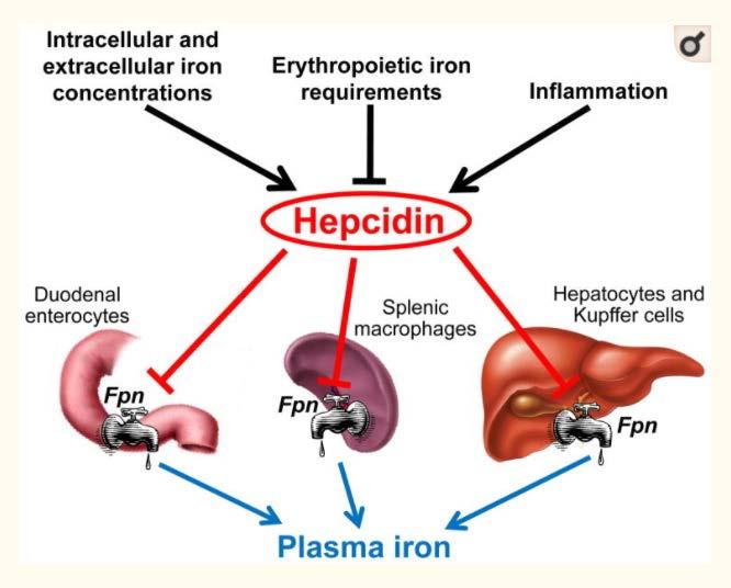 Hepcidin: Decreases absorption of enteral iron