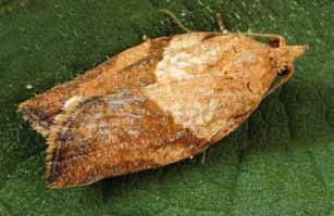 Lightbrown Apple Moth The lightbrown apple moth is native to Australia and the larvae feed on a wide range of plants including fruit crops, broad-leaved weeds, some vegetables and ornamentals.