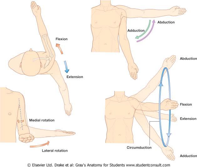 2) Actions of the Upper Limb Glenohumeral joint Scapula (glenoid cavity) Humerus (head)