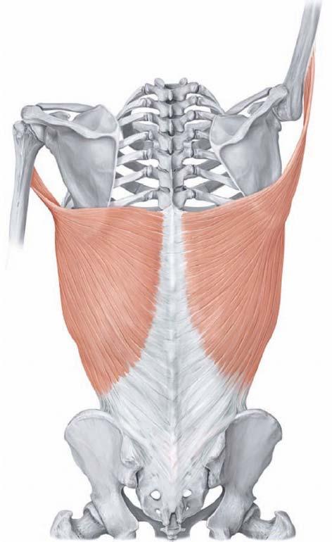 4) Skeletal muscle basics - Skeletal muscles do not push they contract: - Concentric :