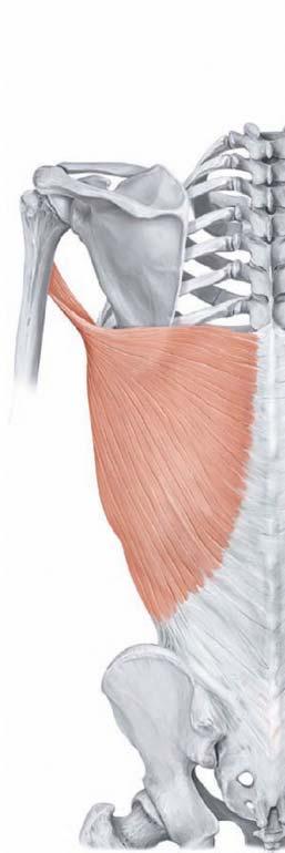 4) Skeletal muscle basics - Skeletal muscles contraction: - Concentric : muscle