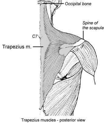 5) Muscles of the Shoulder Girdle Scapular muscles Trapezius