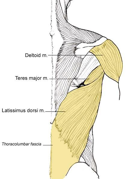 groove muscles Pectoralis